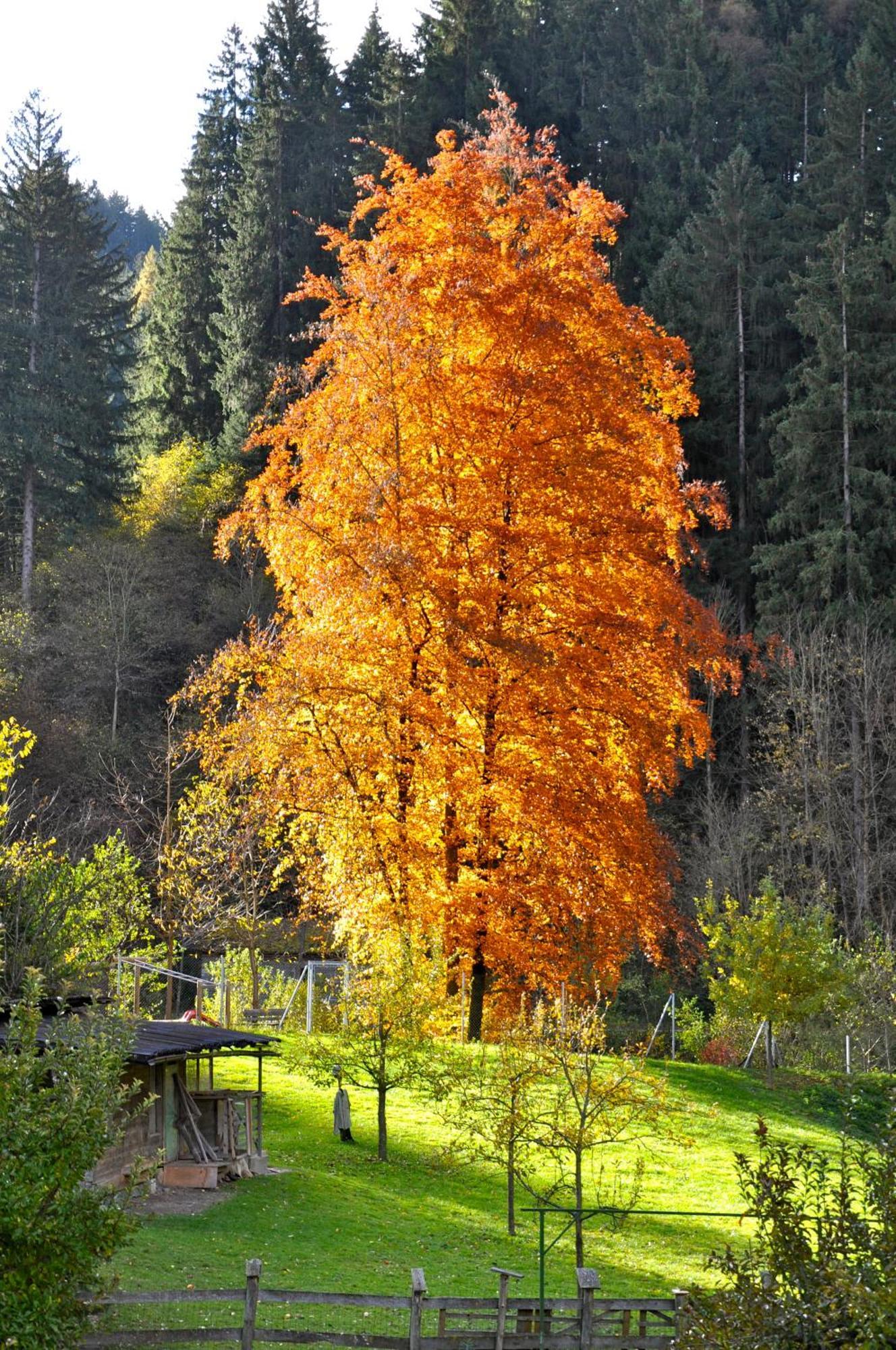 Gaestehaus Pension Edelweiss Kolsass Dış mekan fotoğraf